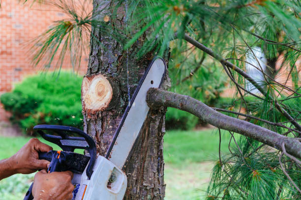 Reliable Hopelawn, NJ Tree Removal and Landscaping Services Solutions